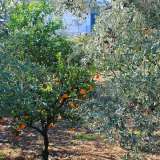 Un albero di mandarini colora un orticello stretto tra le case(foto di Alessia Schiavone)